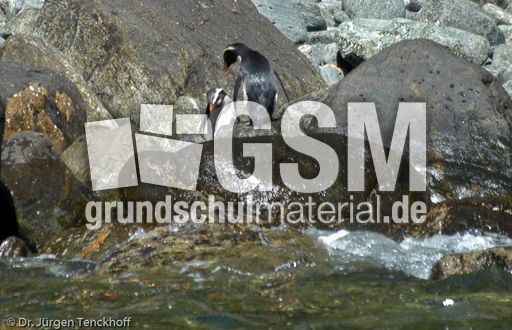 Dickschnabelpinguin (32 von 45).jpg